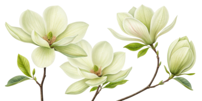 Magnolia flowers bloom gracefully with their elegant petals and vibrant green leaves creating serene and beautiful atmosphere png