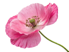 beautiful pink poppy flower showcases delicate petals and intricate details, symbolizing nature elegance and charm png