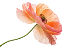 delicate poppy flower blooms in soft shades of peach and pink, showcasing its elegant petals and intricate details png