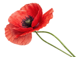 vibrant poppy flower stands out with its striking red petals and delicate structure, symbolizing beauty and nature elegance png