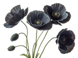 Beautiful poppy flowers bloom gracefully, showcasing their delicate petals and vibrant colors, creating stunning visual display png
