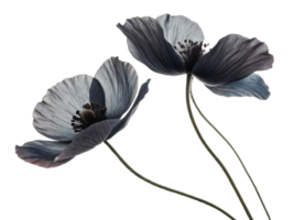 Beautiful poppy flowers bloom gracefully, showcasing their delicate petals and intricate details in serene composition png