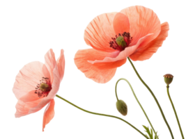 Beautiful poppy flowers bloom gracefully, showcasing their delicate petals and vibrant colors in serene display of nature artistry png