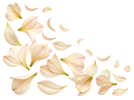 Beautiful amaryllis flower petals gracefully scattered, creating serene and delicate atmosphere that captivates senses png
