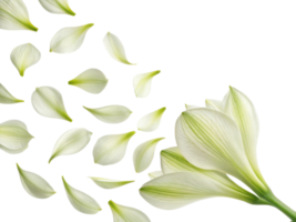beautiful amaryllis flower with delicate petals gracefully falling, creating serene and elegant atmosphere png