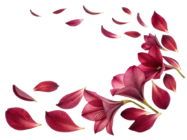 Beautiful amaryllis flowers with delicate petals create stunning visual display as they gracefully fall png