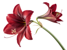 Amaryllis flower blooms in vibrant red showcasing its stunning petals and delicate details, perfect for adding elegance to any setting png