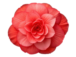 vibrant begonia flower showcases stunning layers of red petals creating beautiful and captivating display of nature artistry png