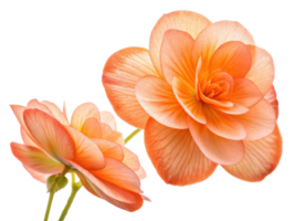 Beautiful begonia flowers bloom in soft shades of peach and orange, showcasing delicate petals that create stunning visual display png