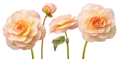 Beautiful begonia flowers bloom soft pastel colors showcasing their delicate petals and intricate layers, creating serene and joyful atmosphere png