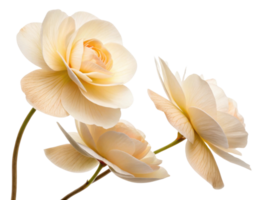 Beautiful begonia flowers bloom gracefully, showcasing their delicate petals and soft colors, creating serene and uplifting atmosphere png