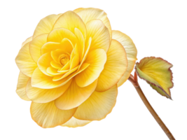 beautiful begonia flower in vibrant yellow showcases delicate petals and intricate details, perfect for adding touch of elegance to any setting png