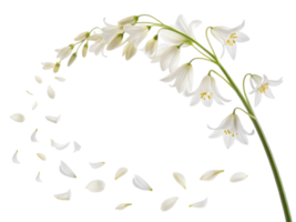 graceful flower arrangement showcases delicate petals in swirling motion, creating serene and elegant atmosphere png