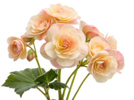 Beautiful begonia flowers bloom in soft pastel shades, creating serene and elegant display that brightens any space png