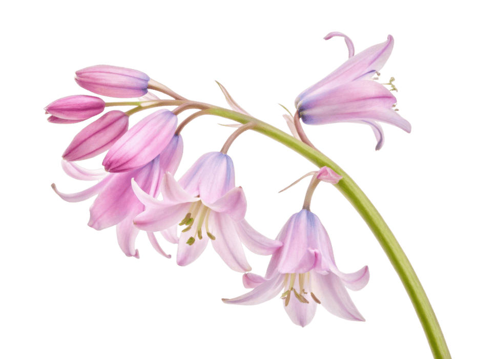 ・ lily (⁠◍⁠•⁠ᴗ⁠•⁠◍⁠)⁠❤ Dark BLUE Tiger Lily Bush Satin Artificial Flowers 19