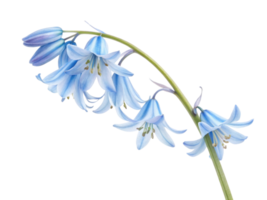 Delicate bluebell flowers bloom gracefully, showcasing their soft blue petals and elegant form, creating serene and enchanting atmosphere png