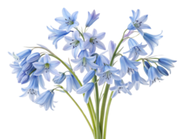 beautiful bouquet of bluebell flowers showcases delicate petals and vibrant colors, perfect for adding charm to any setting png
