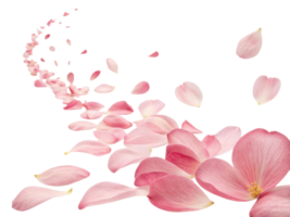 Beautiful camellia flowers create delicate trail of petals that evoke sense of tranquility and grace in nature design png