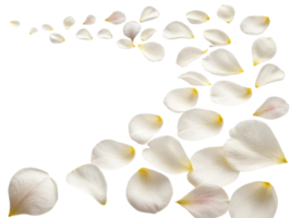 Delicate camellia flower petals gracefully scatter, creating serene and beautiful scene that evokes tranquility and elegance png