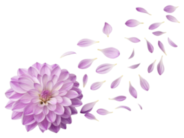 beautiful dahlia flower with delicate petals gracefully falling, creating serene and enchanting atmosphere png
