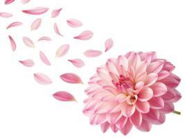 beautiful dahlia flower with soft pink petals gracefully sheds its delicate petals, creating serene and enchanting atmosphere png