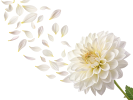 beautiful dahlia flower with delicate petals drifting away creates serene and enchanting scene png