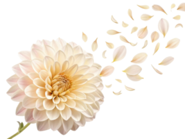 Delicate dahlia flower with soft petals gracefully dispersing, creating serene and beautiful scene of nature elegance png