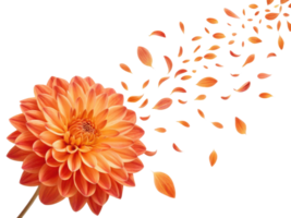 vibrant dahlia flower showcases its stunning petals, creating beautiful display as they gently drift away in breeze png