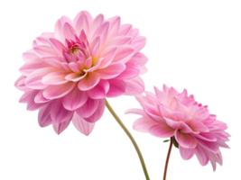 Beautiful dahlia flowers bloom in soft pink hues showcasing their delicate petals and vibrant charm png