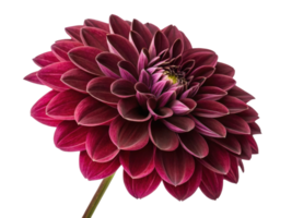 stunning dahlia flower showcases rich burgundy petals that create captivating visual display, perfect for any floral arrangement png