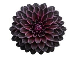stunning dahlia flower showcases deep purple hues and intricate petal arrangements, creating captivating visual experience png
