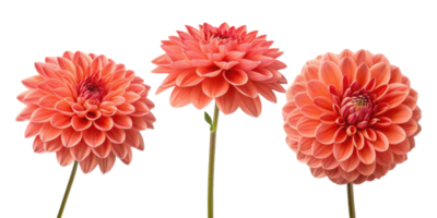 Beautiful dahlia flowers bloom in vibrant shades of coral, showcasing their intricate petals and adding elegance to any setting png