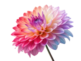 stunning dahlia flower showcases vibrant colors blending beautifully, creating captivating visual experience png