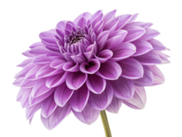 stunning dahlia flower in vibrant purple showcases its intricate petals and beauty, perfect for adding elegance to any setting png