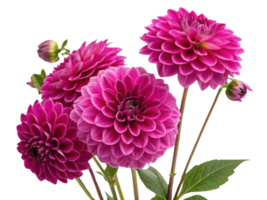 Beautiful dahlia flowers bloom in vibrant pink hues showcasing their intricate petals and adding touch of elegance to any garden png