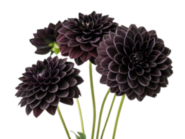 Dark dahlia flowers bloom gracefully, showcasing their rich color and intricate petals, creating stunning floral display png