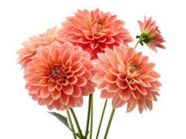 Beautiful dahlia flowers bloom in vibrant shades, showcasing their intricate petals and adding touch of elegance to any setting png