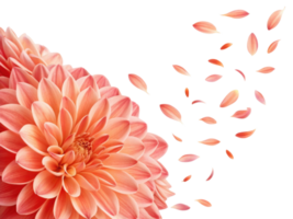 stunning dahlia flower in soft peach hues, surrounded by delicate petals drifting gracefully, evokes sense of beauty and tranquility png