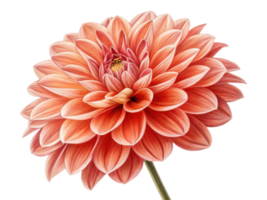 stunning dahlia flower in vibrant shades of orange showcases intricate petals that create captivating visual appeal png