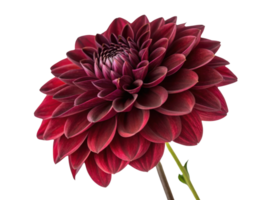 stunning dahlia flower showcases vibrant red petals that create captivating visual display, perfect for any floral arrangement png