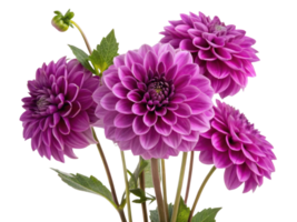 Beautiful dahlia flowers bloom in vibrant purple hues, showcasing their intricate petals and adding elegance to any setting png
