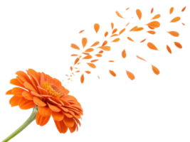 vibrant zinnia flower showcases its beauty as petals gracefully drift away, creating stunning visual of nature elegance png