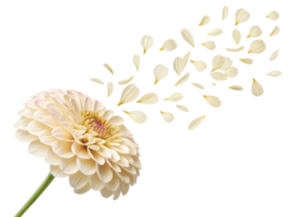delicate zinnia flower releases its soft petals into air creating serene and beautiful scene png