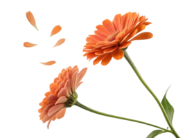 Beautiful zinnia flowers in vibrant orange hues showcase their delicate petals, creating stunning visual of nature artistry png