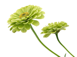 Zinnia flowers bloom vibrantly showcasing their unique green hues and intricate petals creating stunning visual display png