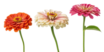 Bright zinnia flowers in vibrant colors showcase their beauty and charm, perfect for adding touch of nature to any setting png