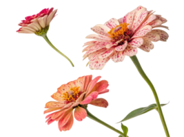 Beautiful zinnia flowers in various colors showcase their vibrant petals and unique patterns, creating stunning floral display png