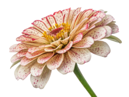 beautiful zinnia flower with delicate petals showcasing mix of cream and red speckles radiates charm and elegance in any garden png