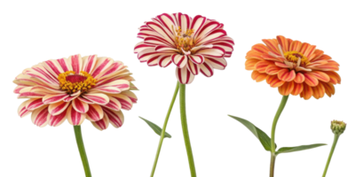 Beautiful zinnia flowers in vibrant colors showcase their unique patterns and charm, perfect for brightening any garden or arrangement png