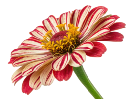 vibrant zinnia flower showcases striking red and white stripes with burst of yellow in center, creating stunning visual appeal png